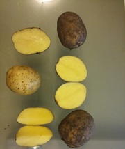 Картофель мелким оптом от 100 кг с Доставкой в Перми